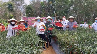 Bupati Bungo Panen Cabe Merah Bersama Dandim 0416 Bute dan Kadis TPH-Bun Didusun Mangun Jayo