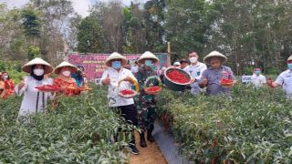 Kadis TPH-Bun Didampingi Bupati Bungo Panen Cabe Bersama Didusun Mangun Jayo