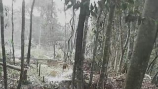 Tak Ada Efek Jera,Peti Diduga Milik Pak Reka Dijalan Loging Kuamang Kuning Unit 9 Sudah Merusak Lingkungan