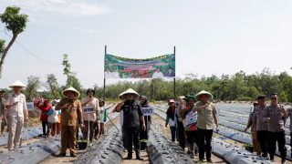 Bupati Bungo H.Mashuri SP.ME Bersama Wakil Bupati ,Melaksanakan Penyerahan Bantuan Alsintan dan Penanaman Cabe Perdana di Dusun Suka Jaya