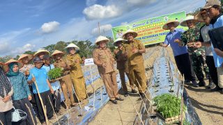 Pemdus Sepunggur Gelar Kegiatan Tanam Cabe Perdana Sebanyak 21.000 Ribu Batang Cabe Merah Keriting