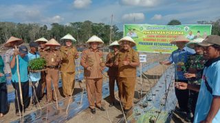Kadis Ketapang Bungo Tanam Cabe Perdana Didusun Sepunggur,Sofyan:Gunakanlah Anggaran 20% Program Ketapang Sesuai Dengan Peruntukan Maka Inflasi Pangan Dapat Terkendali
