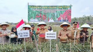 Bupati Didampingi  Kadis TPH-Bun Bungo Lakukan Panen Cabe Merah Bersama dan Serahkan Bantuan Obat-obatan Pertanian