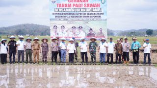 Terus Berupaya Tingkatkan Produksi Padi,Dinas TPH-BUN Bungo Gelar Panen Padi Sawah Bersama Gubernur Jambi, Bupati Bungo,Sekaligus Lakukan Gerakan Tanam Padi Sawah di Dusun Empelu