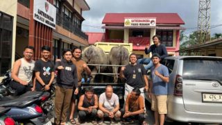 Curi Dua Ekor Kerbau di Rantau Panjang Tabir Tiga Pelaku Asal Sarolangun di Tangkap Satreskrim Polres Merangin