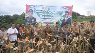 Wujudkan Mimpi Ketahanan Pangan Wabup H Abdul Khafid Bersama Kapolres Merangin Panen Raya Jagung