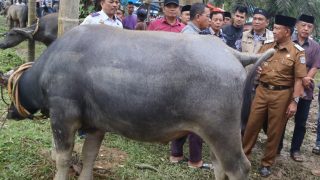 Wabup Merangin H Abdul Khafid Buka Festival Memantai Adat di Rantau Panjang Tabir