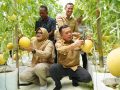 Gubernur Jambi Al Haris Panen Perdana Melon Premium di Tanjung Jabung Timur