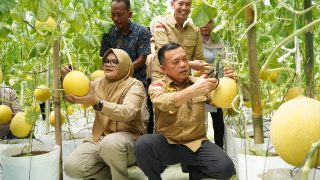 Gubernur Jambi Al Haris Panen Perdana Melon Premium di Tanjung Jabung Timur