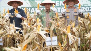 Hadiri Panen Jagung, Wagub Sani Dukung Program Perkuat Kedaulatan Pangan Daerah dan Nasional