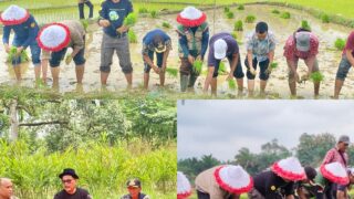 Terus Berupaya Tingkatkan Produksi Padi, Dinas TPH-Bun Gelar Tanam Padi Sawah di Dusun Pulau Pekan